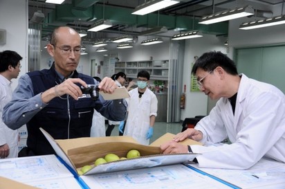 等了7年! 台灣蜜棗終於可以賣到日本 | 因為棗子是東方果實蠅疫區的寄主，輸銷日本須克服日本嚴格的檢疫障礙。（防檢局提供）