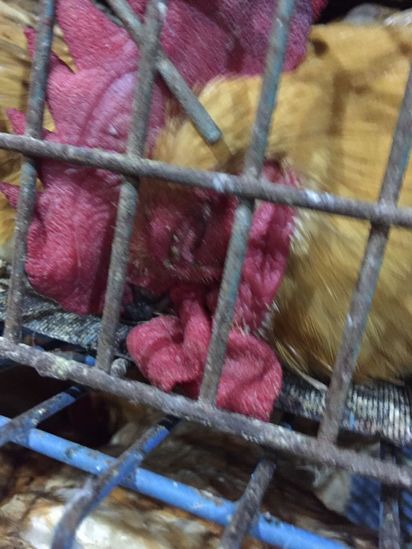 土雞染高病原禽流感 新北禽屠宰場停止作業24hr | 雞隻腳脛發紺。