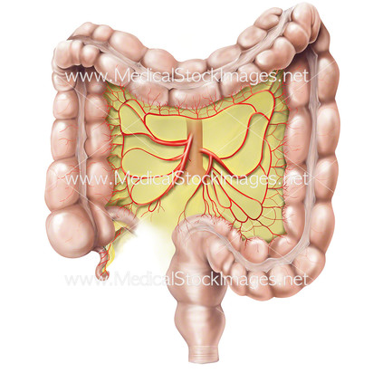 人體新發現! 「腸繫膜是器官」改寫解剖學 | 百年來一直都將腸繫膜（黃色部分）被視為腹膜的一部分，附著在胃部、小腸、胰腺等下腹部的器官，沒有獲得重視。翻攝自網路。