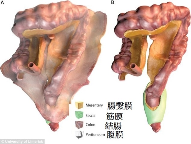 人體新發現! 「腸繫膜是器官」改寫解剖學 | 華視新聞