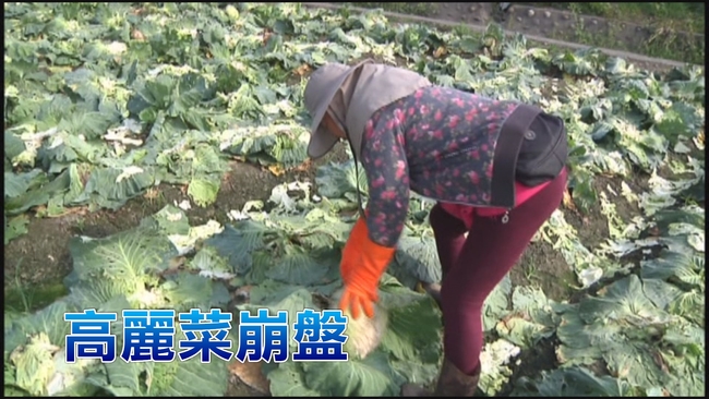 高麗菜價崩盤 嘉義農民開放採1顆10元 | 華視新聞