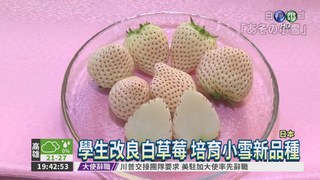 "初戀白草莓" 風靡日本大熱賣