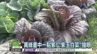 彰化"紫玉白菜" 1顆100超搶手!