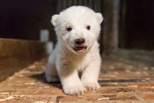【影】萌翻啦! 柏林動物園北極熊寶寶初亮相 | 華視新聞
