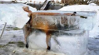 寒流襲歐洲 狐狸落河急凍成冰雕!
