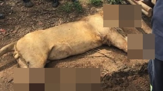殘忍! 南非公園3獅遭盜獵者毒殺斬頭.腳 | 華視新聞