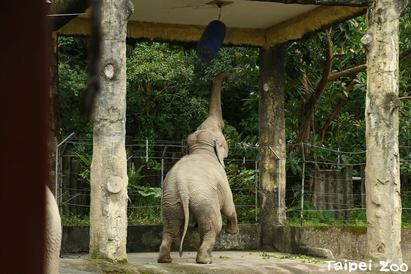 木柵動物園大象打"類沙包" 其實是為了… | 為了取得桶中的食物，必須花點力氣、伸展筋骨，甚至把兩支前腿都舉起，如同野外大象般的活動模式。
