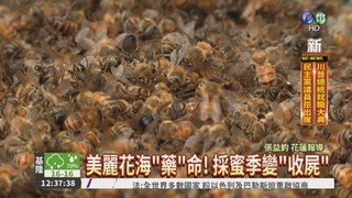 美麗花海藏毒 200萬蜜蜂陣亡