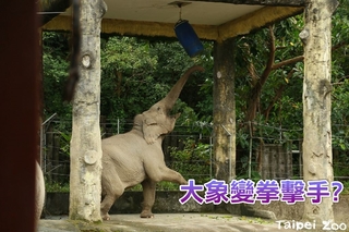 木柵動物園大象打"類沙包" 其實是為了…