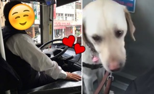【影】超暖心!導盲犬搭公車 司機熱心宣導40分