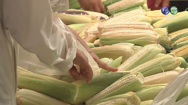 玉米賣不掉! 農夫開放民眾採收1根10塊 | 華視新聞