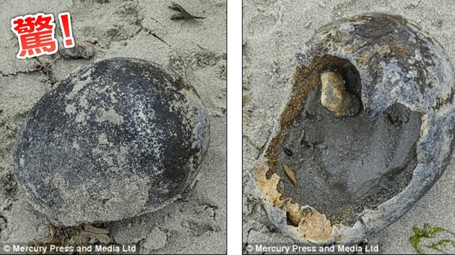 海邊撿「大貝殼」 拿回家才發現它是頭蓋骨 | 華視新聞