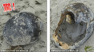 海邊撿「大貝殼」 拿回家才發現它是頭蓋骨