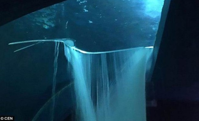 驚! 墨國水族館魚缸破裂 13鯊魚"游"上街 | 華視新聞