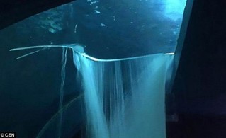 驚! 墨國水族館魚缸破裂 13鯊魚"游"上街