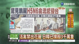 驚見鵝屍 H5N6禽流感侵台