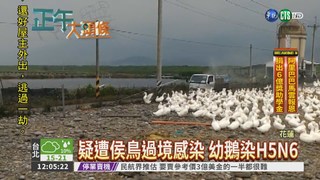 台灣首例 花蓮幼鵝H5N6感染