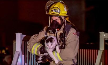 神勇喵星人 暗夜大火咬醒主人救全家 | 加拿大傳出寵物貓咪火警中救了一家人.