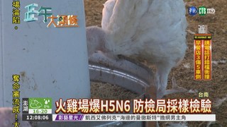 西部失守! 台南火雞感染H5N6