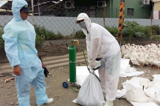 雲嘉禽流感大爆發! 台西鄉再撲殺3983隻雞 | 華視新聞