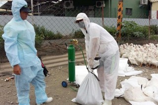雲嘉禽流感大爆發! 台西鄉再撲殺3983隻雞