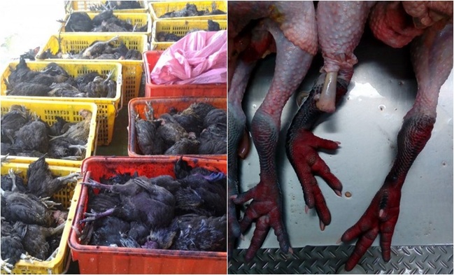 高市家禽屠宰場雞群 驚傳禽流感疑似案例 | 華視新聞