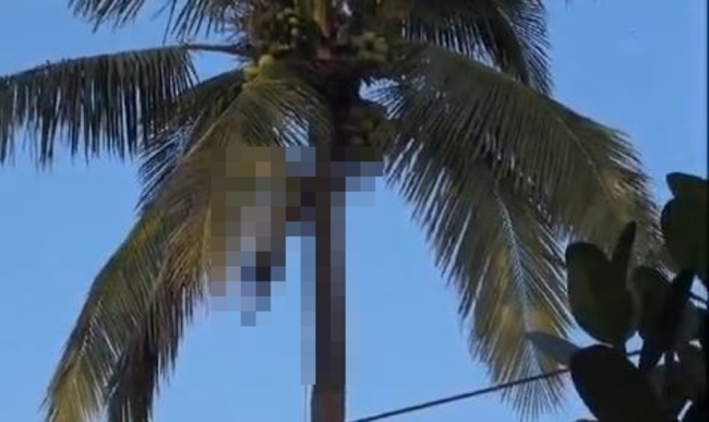 男採椰子離奇死亡 吐白沫倒掛10米樹上 | 華視新聞