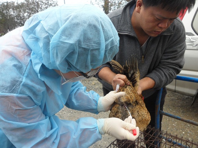 新北零禽流感! 27家禽場快篩檢測皆陰性 | 華視新聞