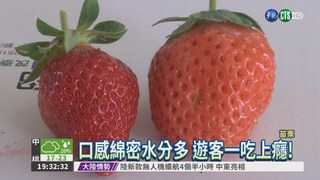 草莓品種"桃醺" 飄水蜜桃香氣