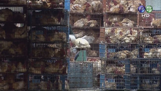 禽流感疫情延燒 雲林今撲殺3.4萬隻土雞 | 華視新聞