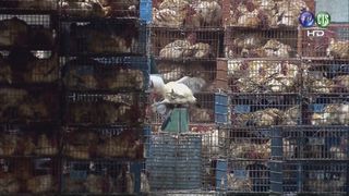 禽流感疫情延燒 雲林今撲殺3.4萬隻土雞