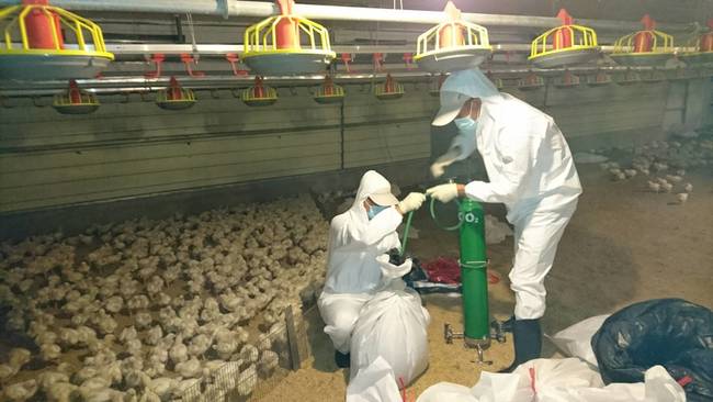 禽流感再添1例! 目前總計撲殺28萬隻家禽 | 華視新聞