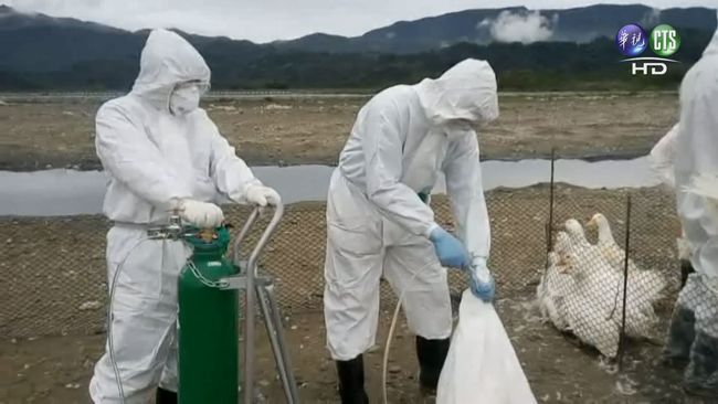 禽流感疫情延燒 新增6例H5N2 | 華視新聞