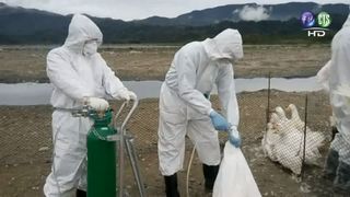 禽流感疫情延燒 新增6例H5N2