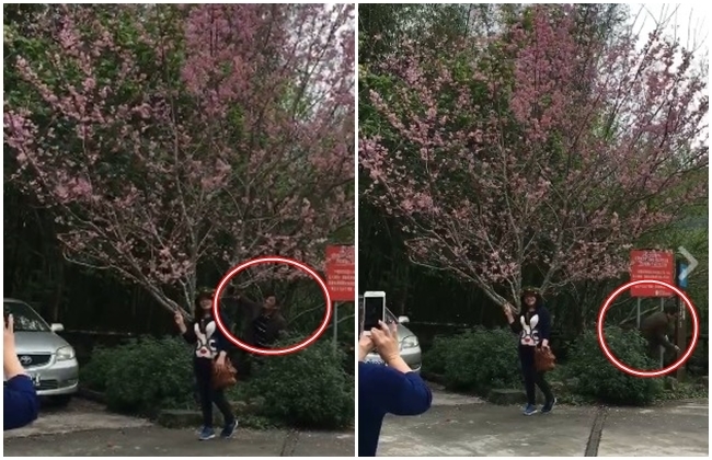 婦為拍美照指使人搖櫻花樹 被逮將罰這些錢! | 華視新聞