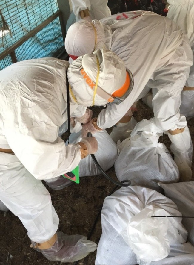 台南土雞場染H5N8 今確診即撲殺2萬隻 | 華視新聞