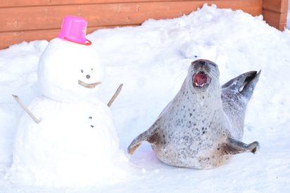 【圖輯】抱緊處理! 紋別海豹獲得玩偶甜笑太萌 | 海豹和雪人合照。