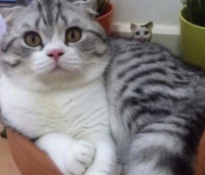 貓咪託友人顧2個月 接回家驚呼:被調包了! | 網友兩個月後接回貓咪，卻被牠的樣子嚇到。