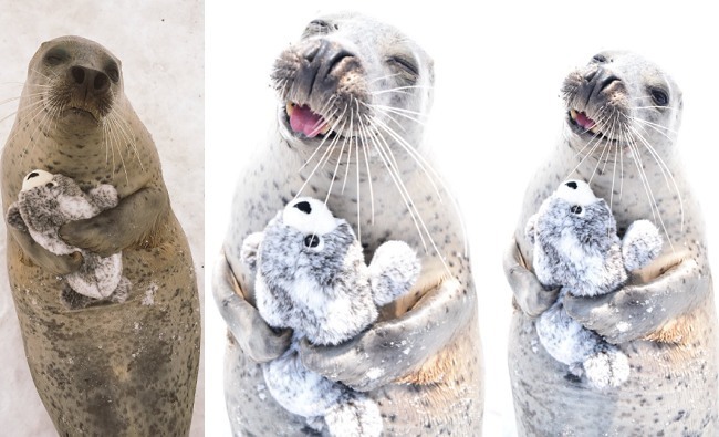 【圖輯】抱緊處理! 紋別海豹獲得玩偶甜笑太萌 | 華視新聞