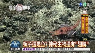 史前生物?! 澳洲深海驚見怪魚