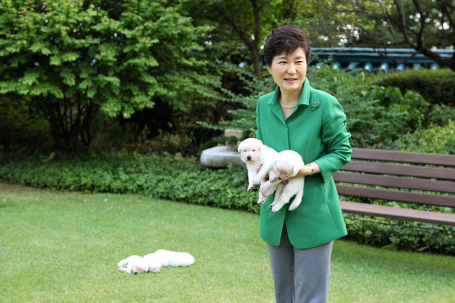 朴槿惠搬出青瓦台 爆遺棄9隻南韓"珍島犬" | 華視新聞