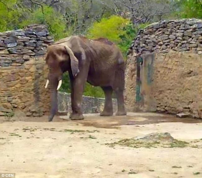 【影】動物園缺糧食 大象餓到皮包骨瀕死 | 華視新聞