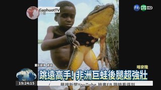 非洲巨蛙身長1米 跟小孩一樣