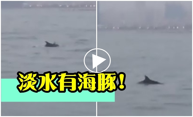 【影】天啊!真的好酷 淡水居然有海豚 | 華視新聞