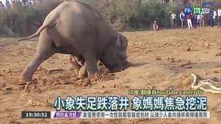 小象跌落井 母象搶救11小時