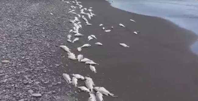 【影】枋寮海邊出現大量死魚 疑從魚塭流出 | 華視新聞