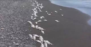 【影】枋寮海邊出現大量死魚 疑從魚塭流出