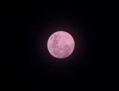 粉紅月亮日本限定?! 天文景象台灣也有過 | 粉紅月亮。