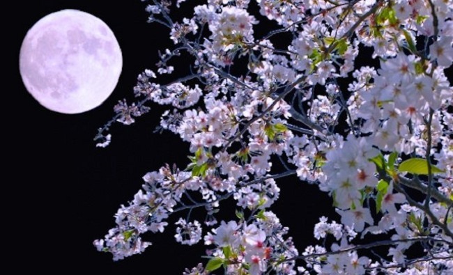 粉紅月亮日本限定?! 天文景象台灣也有過 | 華視新聞