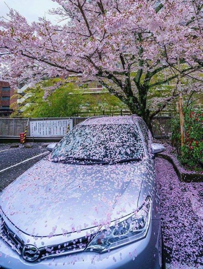日本網友睡一覺 意外獲得"櫻花限定版"夢幻車?! | 華視新聞